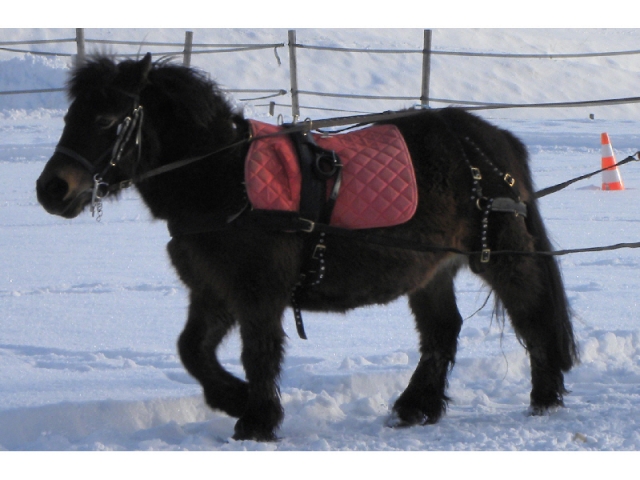  05 年与小马一起滑雪 
